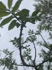 Zanthoxylum hirsutum