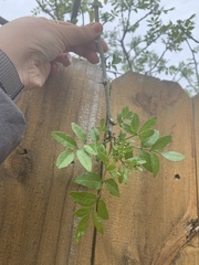 Zanthoxylum hirsutum