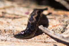 Anadenulus cockerelli