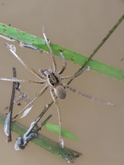Ancylometes concolor