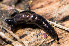 Anadenulus cockerelli