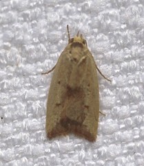 Ageletha elaeodes