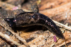 Anadenulus cockerelli
