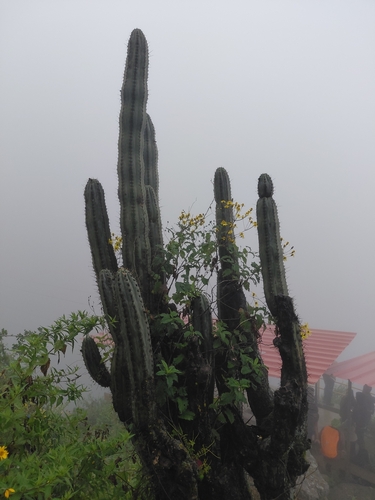 Trichocereus macrogonus