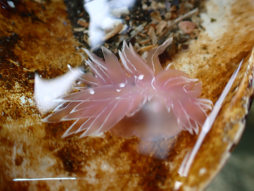 Dirona albolineata