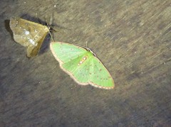 Lissochlora albociliaria