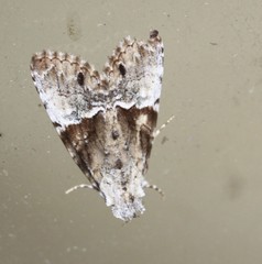 Alophosoma emmelopis