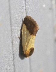 Acontia thapsina