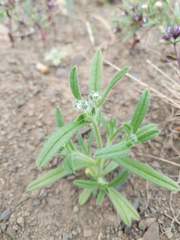 Cryptantha torreyana