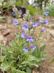 Penstemon pruinosus