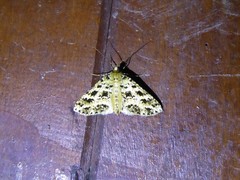 Melanolophia atigrada