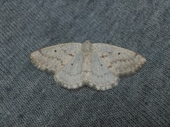 Lomographa glomeraria