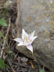 Calochortus lyallii