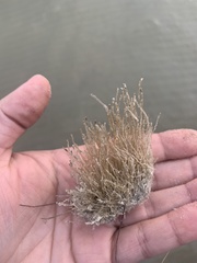 Ectopleura