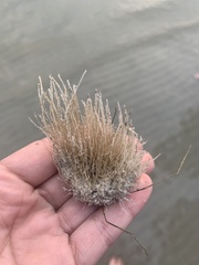 Ectopleura