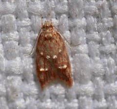 Lophopepla igniferella