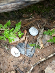 Sonorella allynsmithi