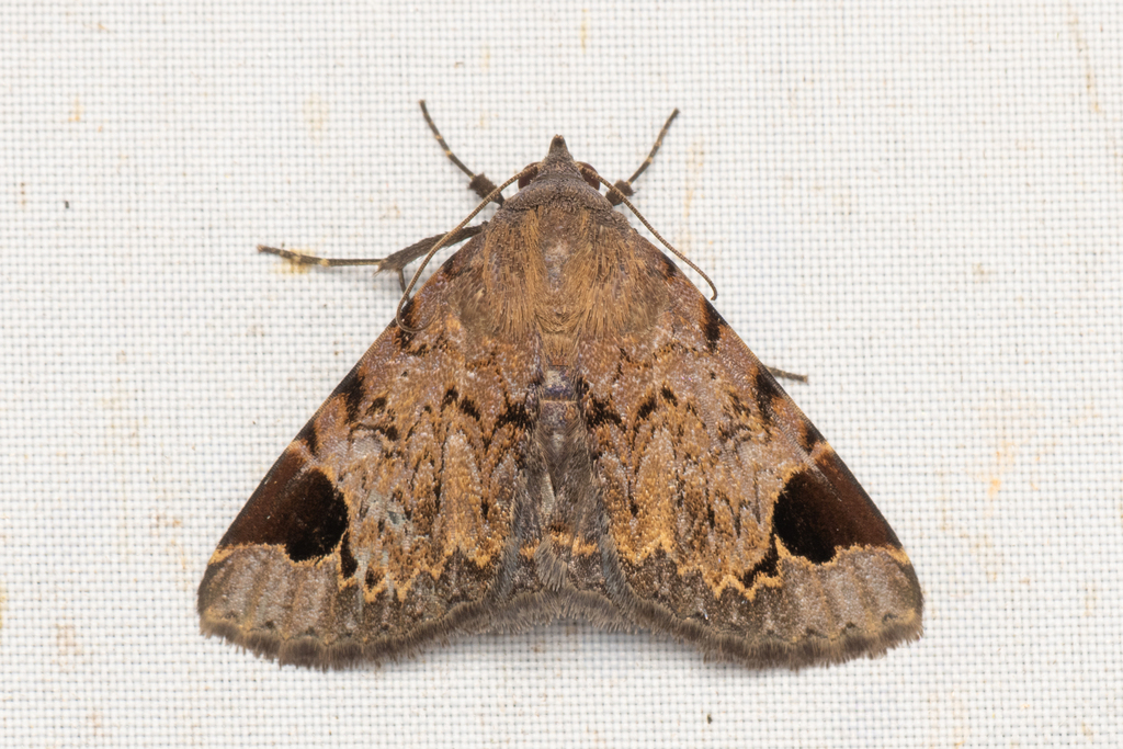 Mecodina externa
