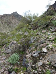 Sonorella allynsmithi