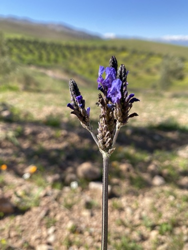 Lavandula multifida, photograph 2
