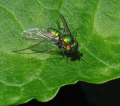 Condylostylus comatus