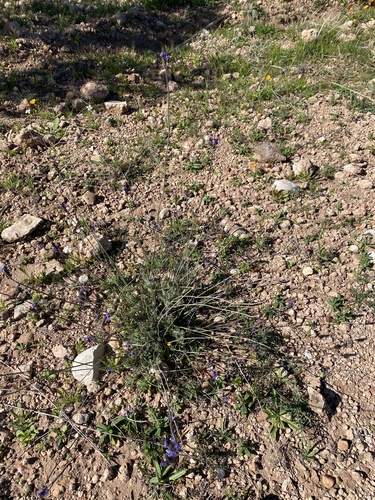 Lavandula multifida, photograph 3