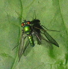 Condylostylus comatus