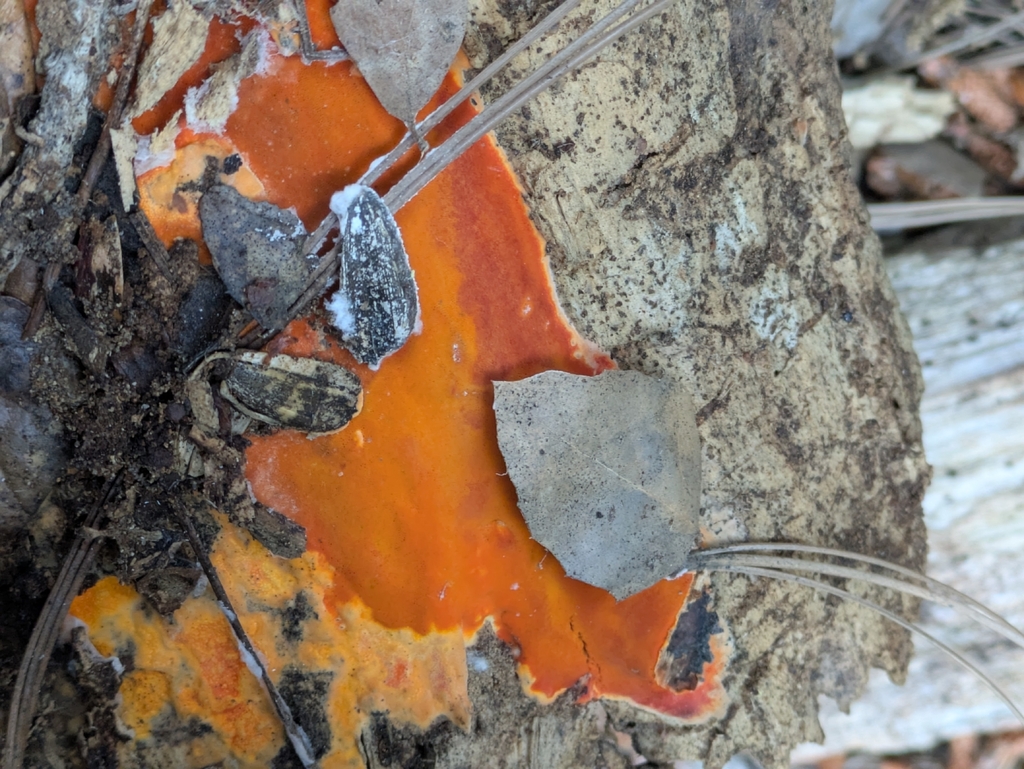 Ceriporia spissa