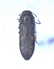 Acmaeoderopsis