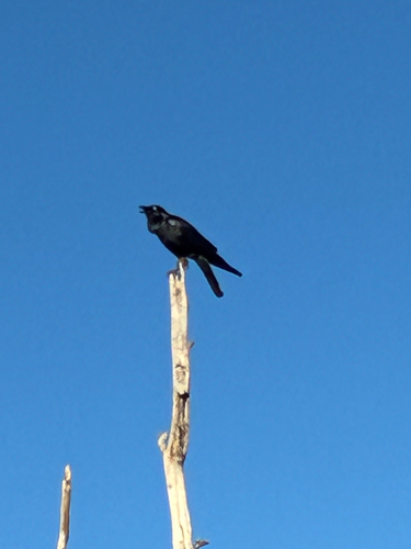 Australian Raven