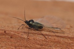 Aphididae