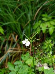 Cardamine angulata