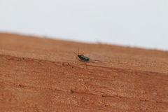 Aphididae