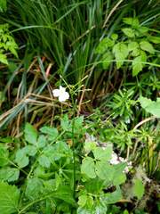 Cardamine angulata