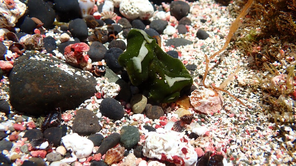 Lottia noronhensis