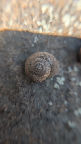 Cave Creek Mountainsnail