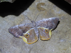 Opisthoxia