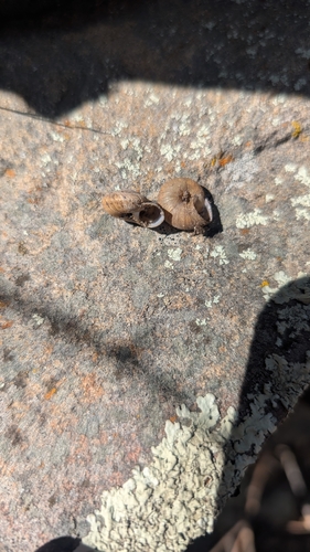 Cave Creek Mountainsnail