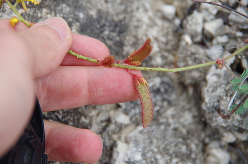 Image of Hoffmannseggia oxycarpa by (c) Eric Knight, some rights reserved (CC BY)