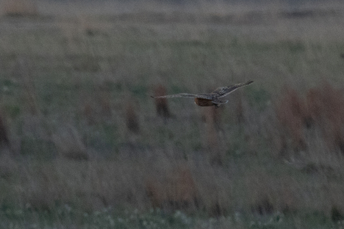 Short-eared Owl