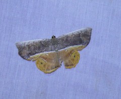 Opisthoxia branickiaria