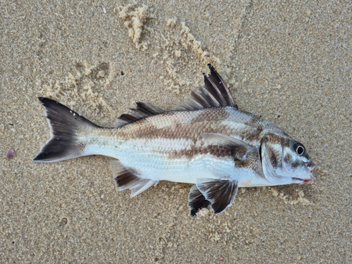 Borriqueta grunt (Boridia grossidens) — Haemulidae — 2