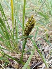 Carex macrocephala