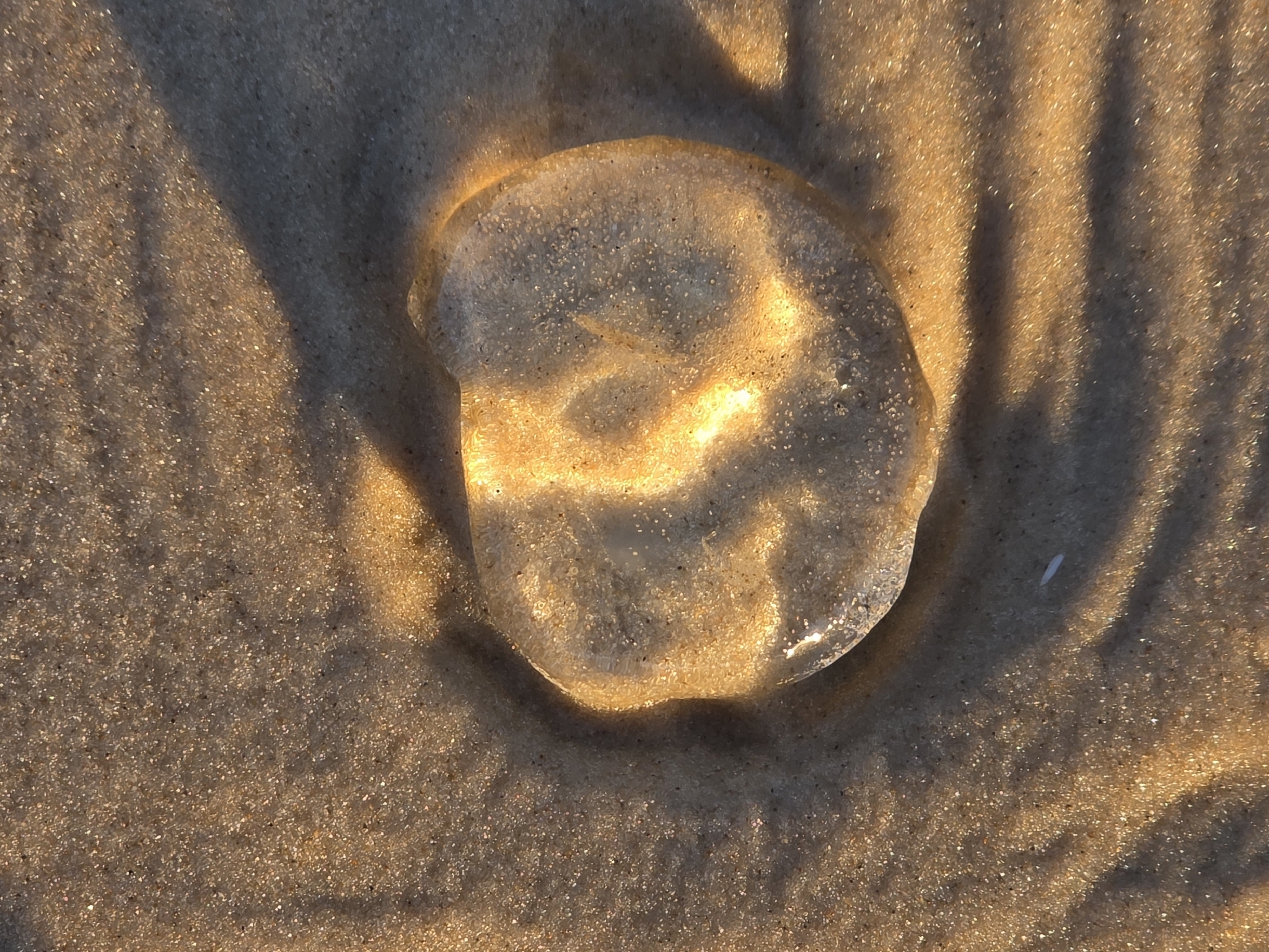 Rhacostoma atlanticum L.Agassiz, 1851