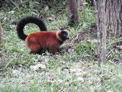 Varecia rubra
