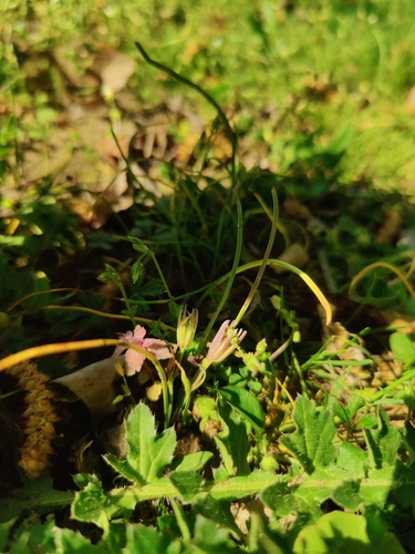Gagea pusilla