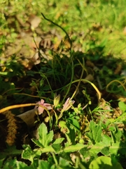 Gagea pusilla