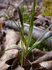 Carex albicans