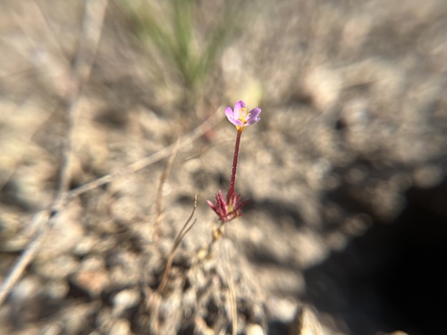 iNaturalist observation photo of Leptosiphon
