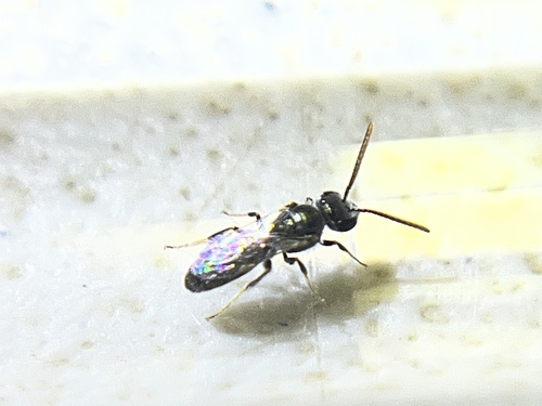 iNaturalist observation photo of Sweat Bees